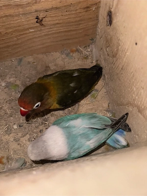 unzertrennliche verschiedene pärchen 
