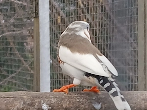 Zebrafinken in weiß abzugeben