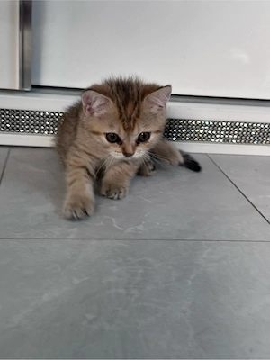 bkh kitten schmusekatze