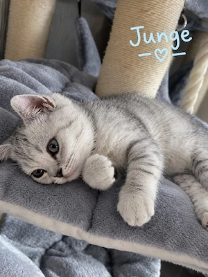 Abgabebereit! Nur noch 2 Jungs!  Liebevoll aufgezogene BKH British Kurzhaar Katzen 