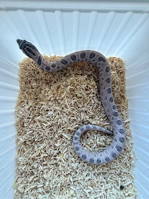 Heterodon nasicus Hakennasennattern