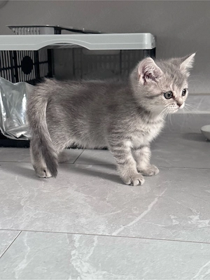 bkh kitten schmusekatze