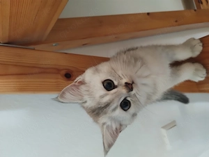 BHK Katze weiß 