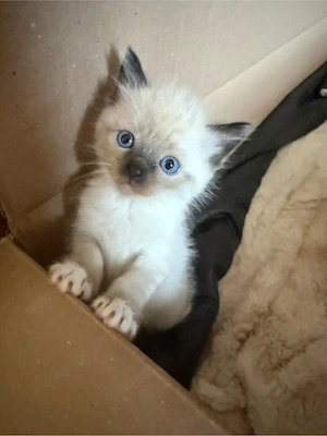 Ragdoll Snowshoe Kitten ab November