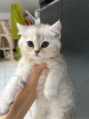 bkh-blh Kitten abzugeben