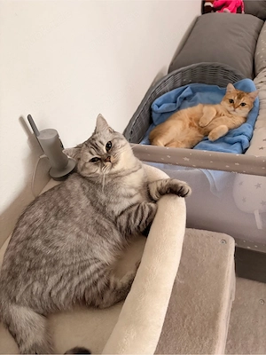 2 BKH Katzen inkl. Zubehör 