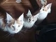 Main Coon Kitten 
