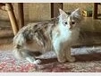 Main Coon Kitten  Bild 8