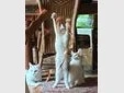 Main Coon Kitten  Bild 2