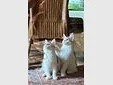 Main Coon Kitten  Bild 3