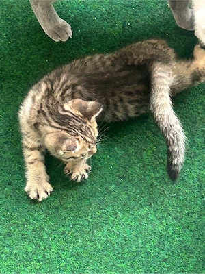bkh kitten