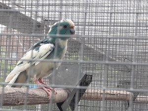 Ziegensittiche in Blauweiß abzugeben