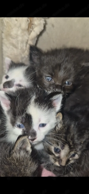 Süße Main-Coon Mix Kitten suchen schönes Zuhause 