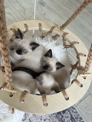 Siam Kitten