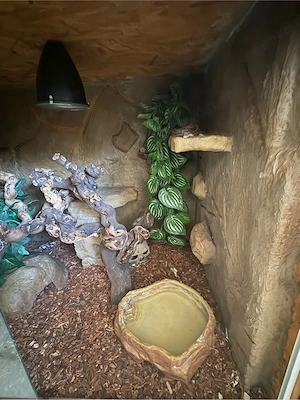 Kornnatter inklusive Terrarium 