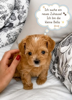 Maltipoo Bella sucht Für-Immer-Zuhause   Beschreibung bitte lesen!