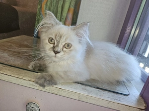3 Perserkitten, gechipt, 2x geimpft