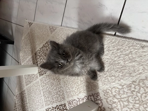 2 wundervolle Perser kitten kleine Wattebällchen.