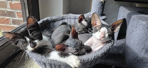 3 kleine don Sphynx Kater suchen neues Zuhause   