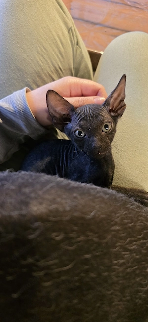 Sphynx Kater ist Auszugsbereit