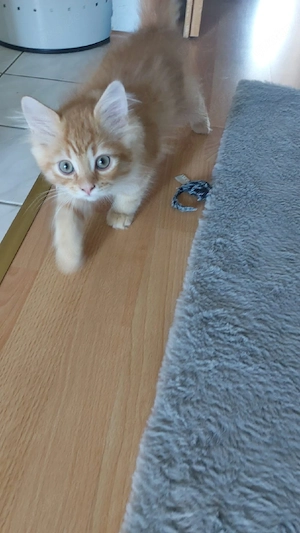 5 BLH Kitten suchen neues Personal 
