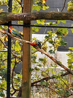 Prachtrosellas