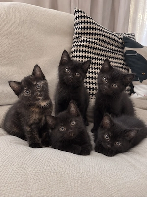 Kitten Katze Katzer EKH BLH Mix