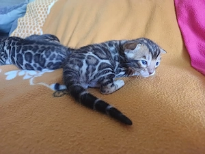 Reinrassige Bengal Kitten mit Stammbaum 