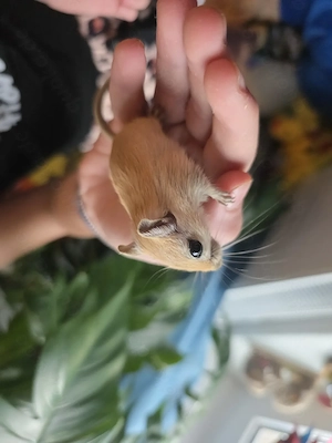 Mongolische Wüstenrennmaus 