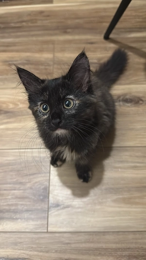 Baby Main Coon super verspielt sucht neues zuhause  baby katze  kitten 