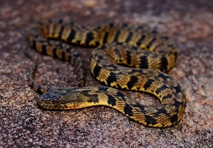 Diamantschwimmnatter 0.1 (Nerodia rhombifer rhombifer)