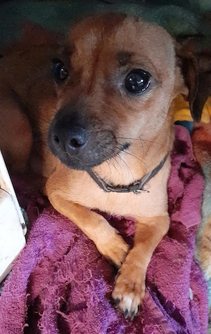 Retromops Jack Russel Hündin