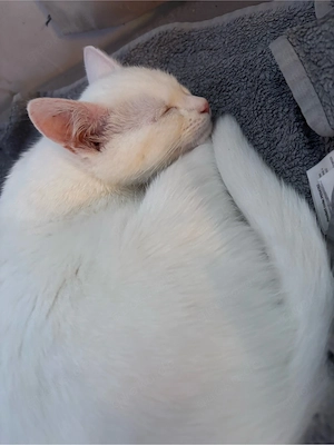 Mixmädchen snow sucht traumzuhause 