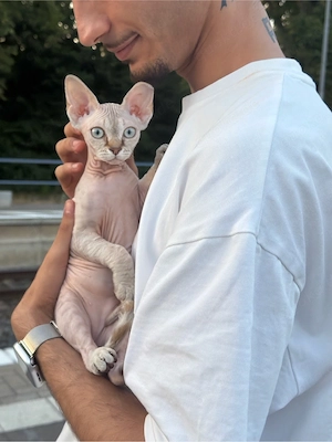 Sphynx Katze