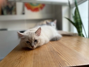 kleiner Schneebär Ragdollmix sucht neues Zuhause, gerne mit Bruder Schwarzbär
