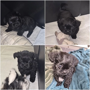 Bezaubernde Shih-Tzu Welpen (Weibchen) in gute und liebevolle Hände abzugeben 