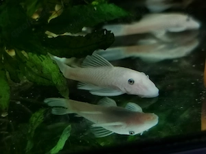 Nachwuchs Welse Ancistrus L144 snow white 2,5 - 3 cm