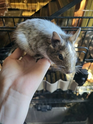 Junges, zahmes Degu Weibchen sucht neues Zuhause 