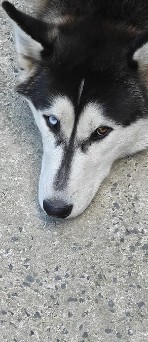 Husky Welpe Augen L-blau, R-braun  - 5 Monate