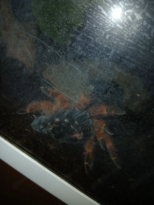 Vogelspinne  Terrarium 