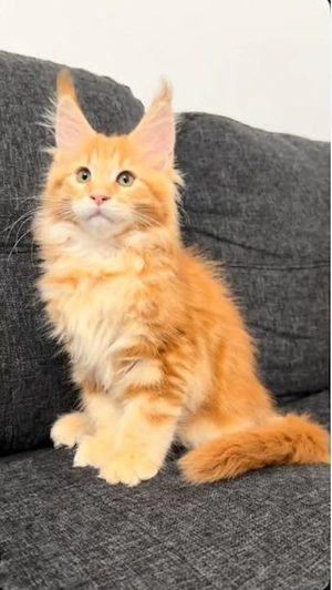 Sozialisierung von männlichen und weiblichen Maine-Coon-Kätzchen