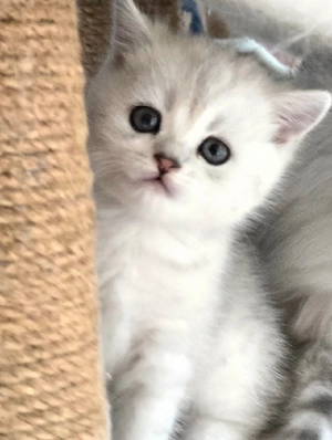 Zauberhafte BKH, BLH Kitten Silver Chinchilla   