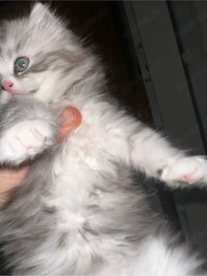 BKH mit seiberlich michling katze 5 monat alt 