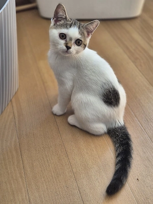 süßes BKH Kitten Mädchen