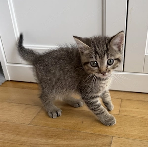 Ragdoll mix