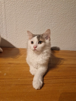 zuckersüße Katzenbabys suchen ein neues Zuhause! (Britisch-Langhaar Mix)