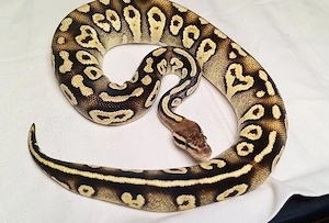 0.1 Pastel Mojave Orbit NZ 25