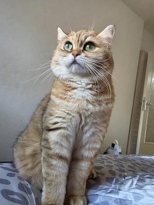 Unsere BKH-MIX Katze Zeituna sucht ein liebevolles Zuhause