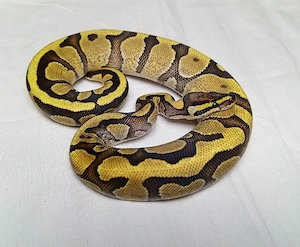 0.1 Fire Enchi Quake pos Het Black Lace NZ 26