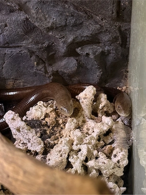 Pseudopus apodus   Scheltopusik 1.1 